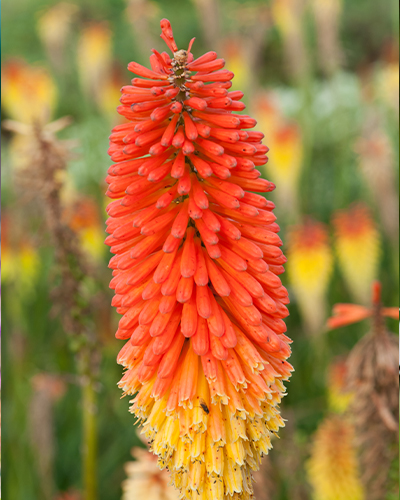 TRITOMA (KNIPHOFIA) ALCAZAR - 25 ks